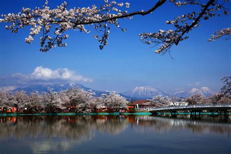 【2024年最新】臥竜公園の桜の見頃や開花状況とラ。